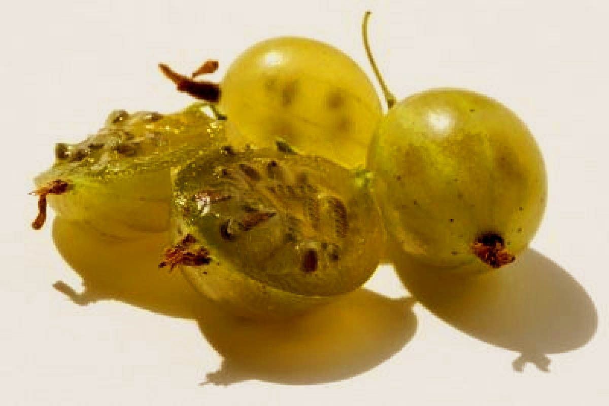 494298-juicy-berries-of-a-gooseberry-are-shone-on-the-sun